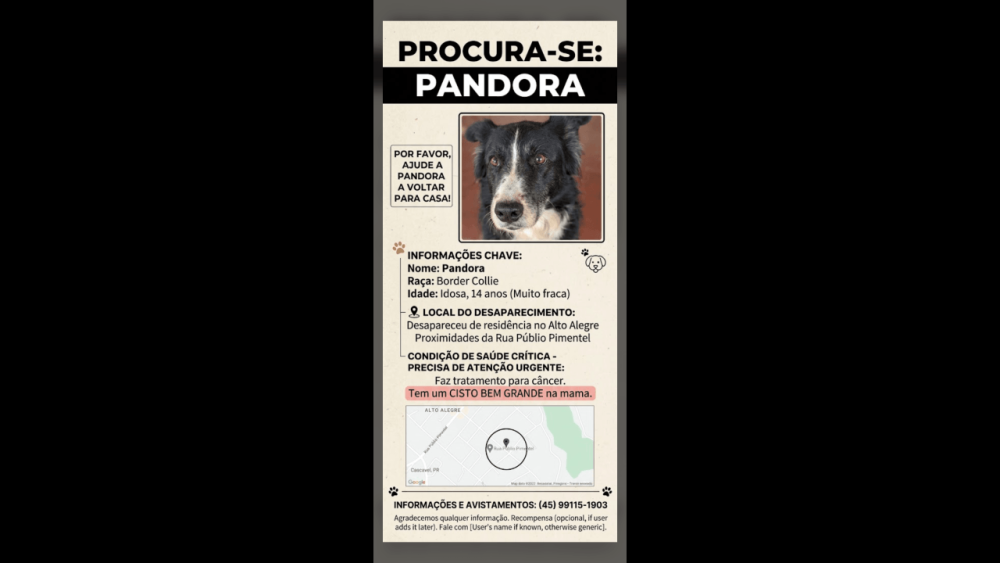 Cachorra Pandora desapareceu no bairro Alto Alegre Imagem referente a Cachorra Pandora desapareceu no bairro Alto Alegre