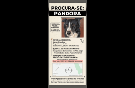 Cachorra Pandora desapareceu no bairro Alto Alegre