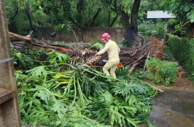 Árvore cai durante chuva intensa e bloqueia rua no bairro Maria Luiza, em Cascavel