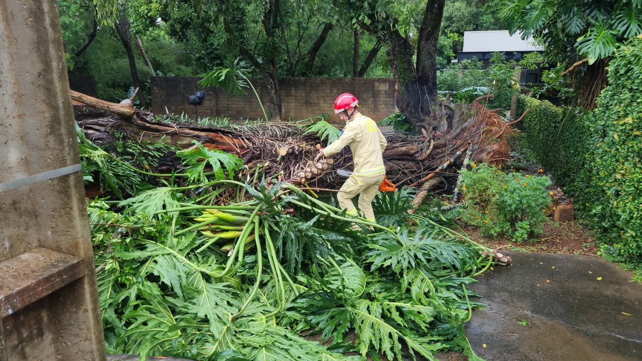 Árvore cai durante chuva intensa e bloqueia rua no bairro Maria Luiza, em Cascavel