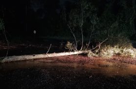 Aumente o cuidado: temporal derruba árvore e bloqueia a PR-180 em Cascavel
