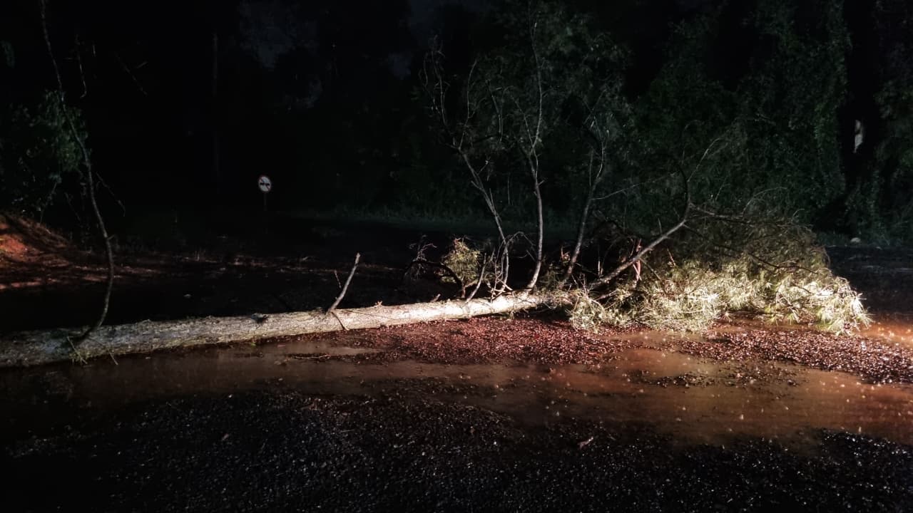 Aumente o cuidado: temporal derruba árvore e bloqueia a PR-180 em Cascavel