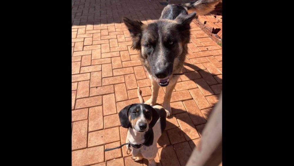 Cachorros Chase e Jessie desapareceram no bairro Neva Imagem referente a Cachorros Chase e Jessie desapareceram no bairro Neva