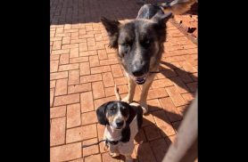 Cachorros Chase e Jessie desapareceram no bairro Neva