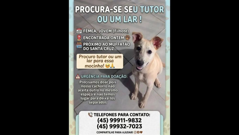 Cachorra é encontrada no bairro Santa Cruz Imagem referente a Cachorra é encontrada no bairro Santa Cruz