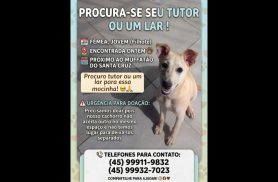 Cachorra é encontrada no bairro Santa Cruz