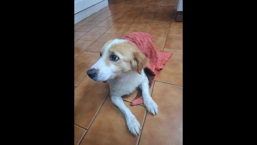 Imagem referente a Cachorro é encontrado no bairro Centro