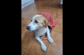 Cachorro é encontrado no bairro Centro