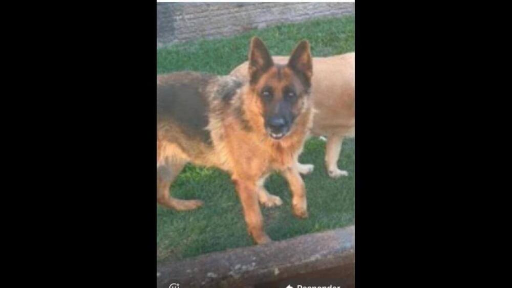 Cachorra Meg desapareceu no bairro Pacaembu Imagem referente a Cachorra Meg desapareceu no bairro Pacaembu