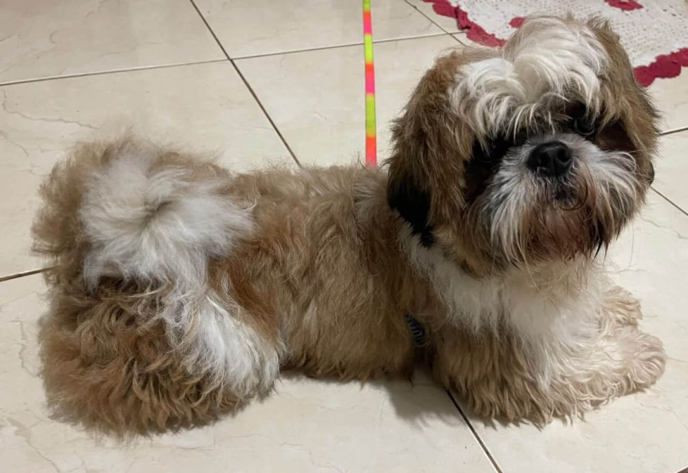 Cachorro é encontrado no bairro Neva Imagem referente a Cachorro é encontrado no bairro Neva