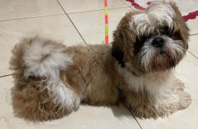 Cachorro é encontrado no bairro Neva