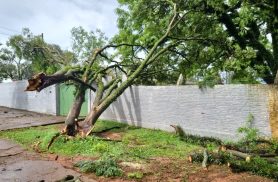 Árvore cai sobre muro e portão do Colégio Castelo Branco após temporal em Cascavel