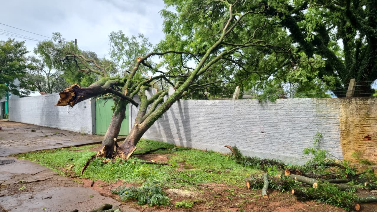 Árvore cai sobre muro e portão do Colégio Castelo Branco após temporal em Cascavel