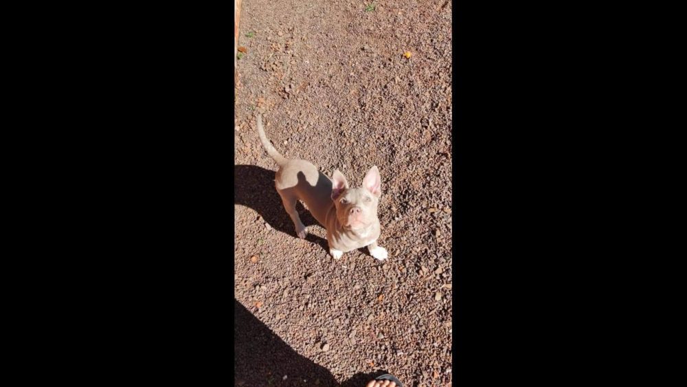 Imagem referente a Cachorra Ravena desapareceu no bairro Brasília