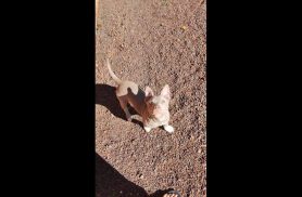 Cachorra Ravena desapareceu no bairro Brasília