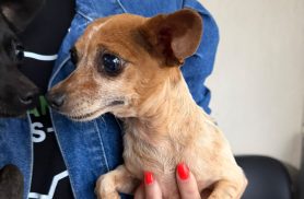 Treze cães são entregues a ONGs após denúncia de maus-tratos em Capitão Leônidas Marques Treze cães são entregues a ONGs após denúncia de maus-tratos em Capitão Leônidas Marques