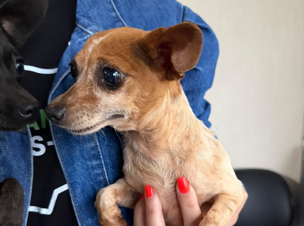 Treze cães são entregues a ONGs após denúncia de maus-tratos em Capitão Leônidas Marques