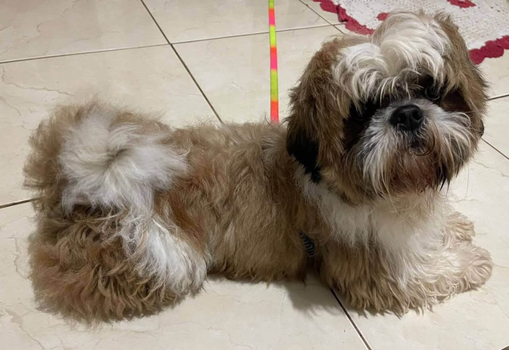 Cachorro é encontrado no bairro Neva Imagem referente a Cachorro é encontrado no bairro Neva
