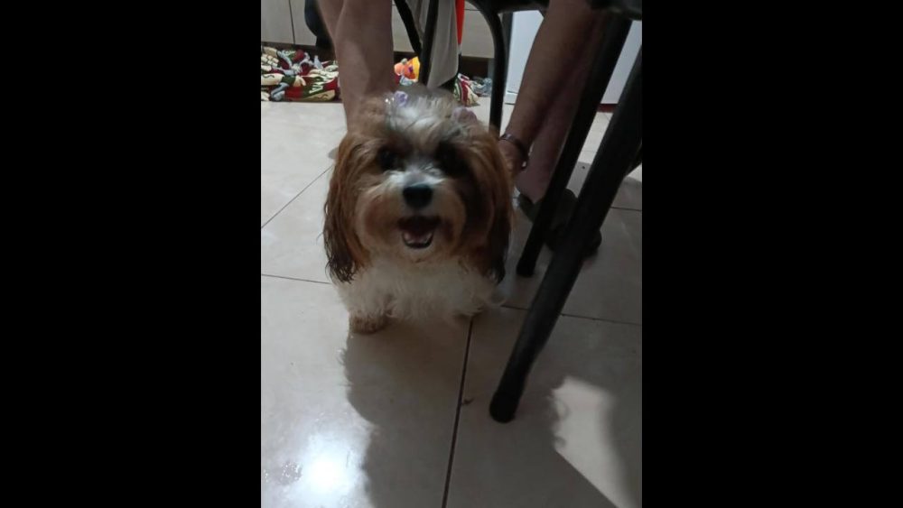 Imagem referente a Cachorra é encontrada no bairro Esmeralda