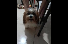 Cachorra é encontrada no bairro Esmeralda