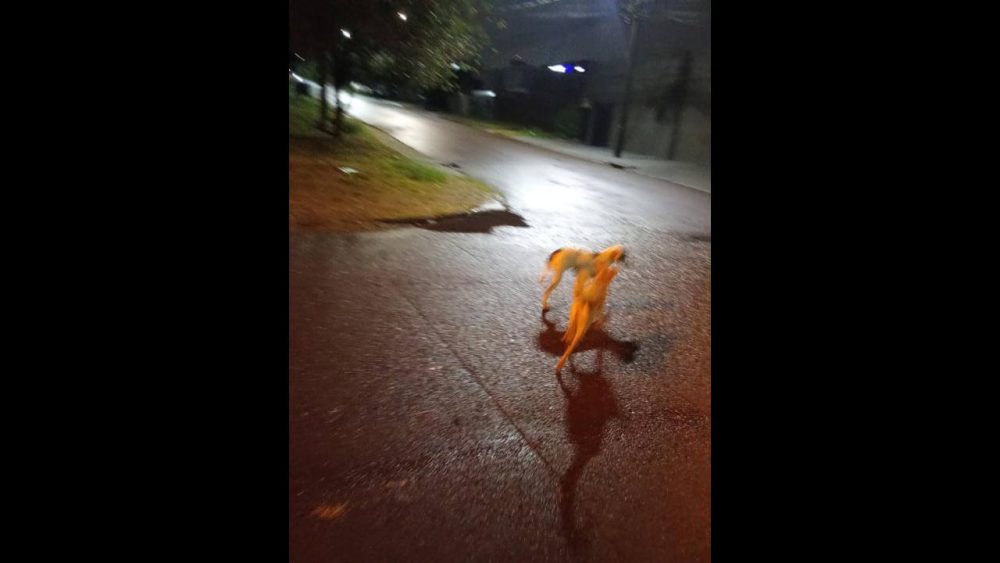 Imagem referente a Cachorro é encontrado no bairro Região do Lago