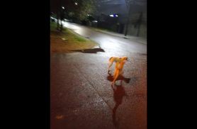 Cachorro é encontrado no bairro Região do Lago