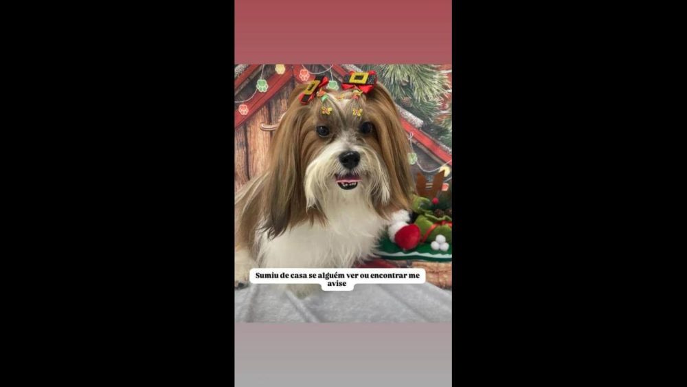 Cachorra Lhasa desapareceu no bairro Esmeralda Imagem referente a Cachorra Lhasa desapareceu no bairro Esmeralda