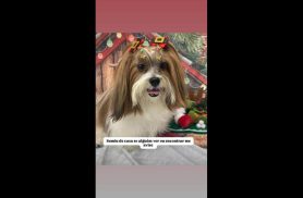 Cachorra Lhasa desapareceu no bairro Esmeralda
