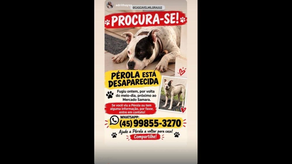 Imagem referente a Cachorra desapareceu no bairro Interlagos