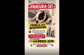 Cachorra desapareceu no bairro Interlagos