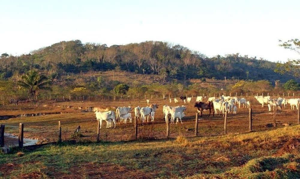 Imagem referente a Agropecuária ocupa territórios próximos aos preservados na Amazônia