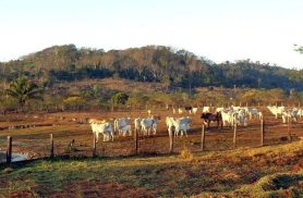Agropecuária ocupa territórios próximos aos preservados na Amazônia