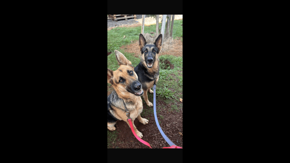 Cachorras Amora e Athena desapareceram no bairro Morumbi Imagem referente a Cachorras Amora e Athena desapareceram no bairro Morumbi