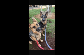 Cachorras Amora e Athena desapareceram no bairro Morumbi