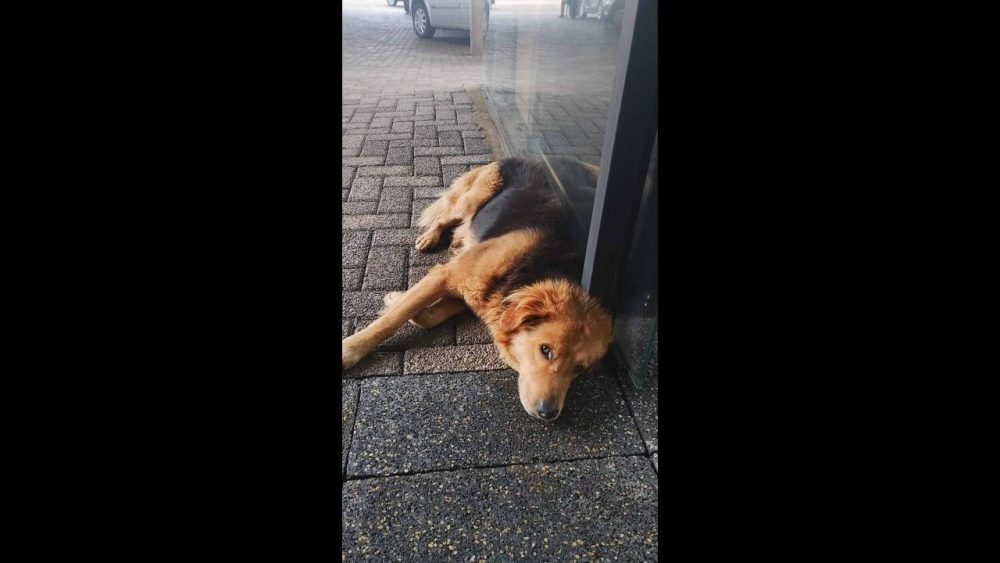Cachorro é encontrado no bairro São Cristóvão Imagem referente a Cachorro é encontrado no bairro São Cristóvão