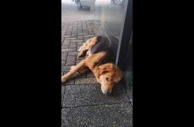 Cachorro é encontrado no bairro São Cristóvão