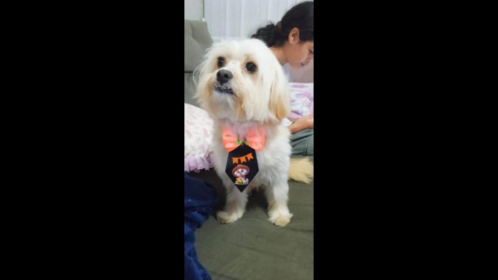 Imagem referente a Cachorro Semy desapareceu no bairro Jardim Padovani
