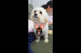 Cachorro Semy desapareceu no bairro Jardim Padovani