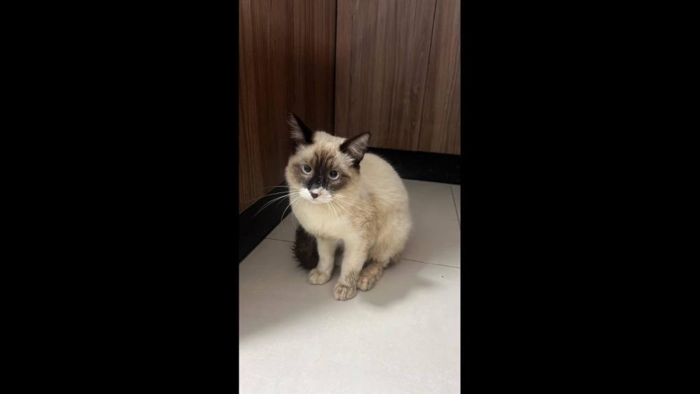 Gata é encontrada no bairro São Cristóvão Imagem referente a Gata é encontrada no bairro São Cristóvão