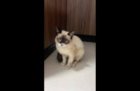 Gata é encontrada no bairro São Cristóvão