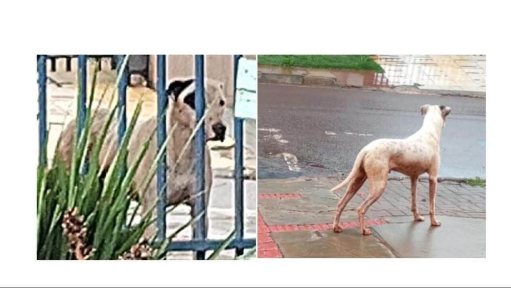 Cachorro é encontrado no bairro Canadá Imagem referente a Cachorro é encontrado no bairro Canadá