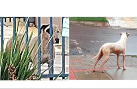 Cachorro é encontrado no bairro Canadá