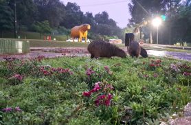 Chuva fina marca a madrugada e deixa Cascavel molhada nas primeiras horas desta quinta-feira