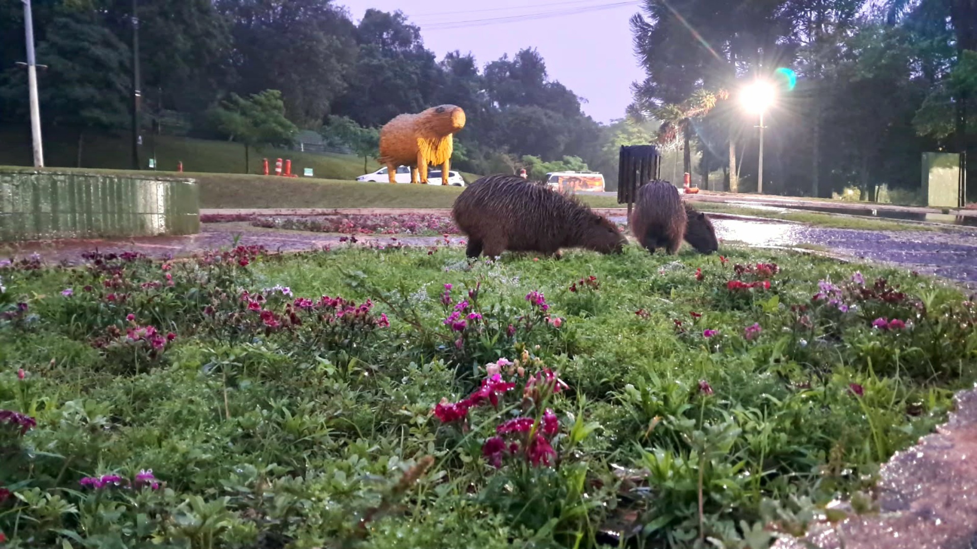 Chuva fina marca a madrugada e deixa Cascavel molhada nas primeiras horas desta quinta-feira