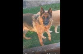 Cachorra Meg desapareceu no bairro Pacaembu