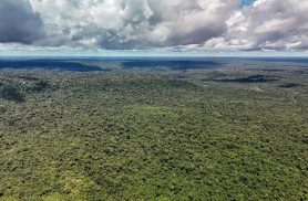 MapBiomas: Amazônia registra menor nível de desmatamento em 41 anos