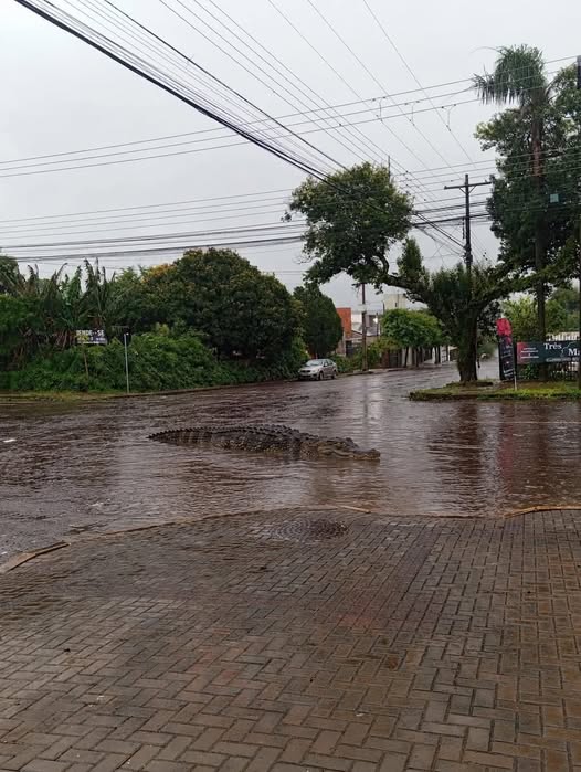 Imagem referente a É fake a foto que mostra jacaré nas ruas de Cascavel após chuva forte