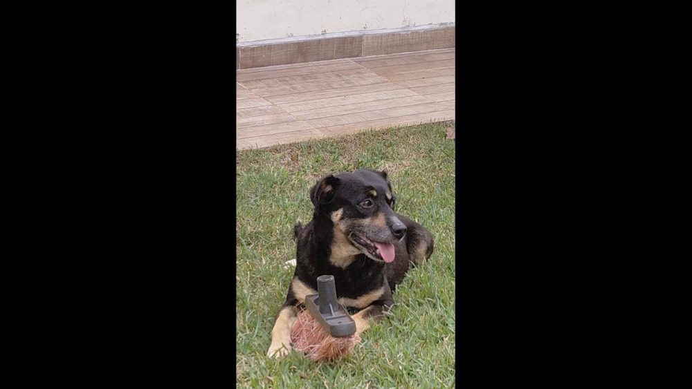 Imagem referente a Cachorra Molly desapareceu no bairro Floresta