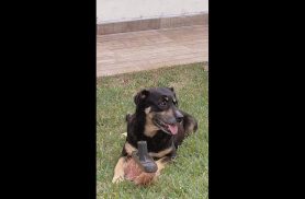 Cachorra Molly desapareceu no bairro Floresta