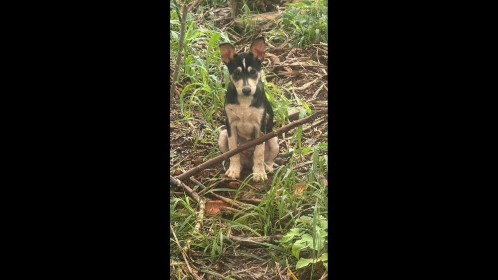 Imagem referente a Cachorro é encontrado no bairro Pioneiros Catarinenses